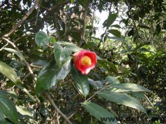 January-Camellia semiserrataChi